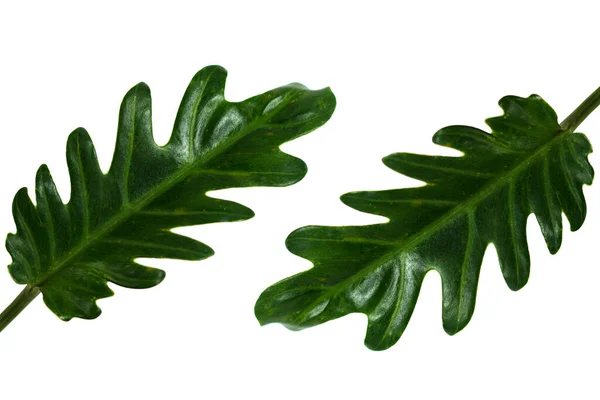 Δύο Σγουρά Τροπικά Πράσινα Φύλλα Απομονωμένο Λευκό Φόντο Μπορείτε Χρησιμοποιήσετε — Φωτογραφία Αρχείου