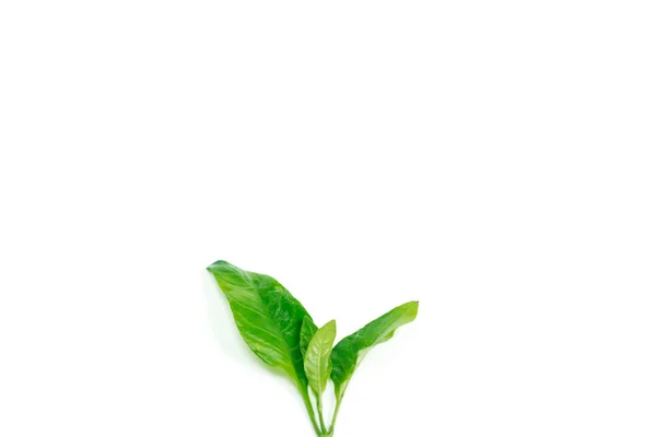 Verde Pequenas Folhas Broto Parte Inferior Sobre Fundo Branco Isolado — Fotografia de Stock
