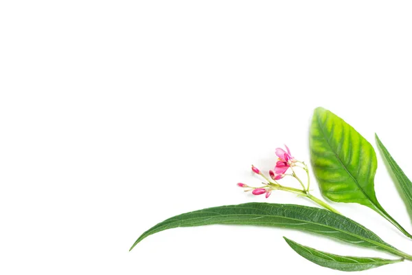 Beyaz arka planda yeşil yaprak ve çiçek. Köşedeki flora çerçevesi gibi boşluğu var. Kopyalama alanı olan şablon