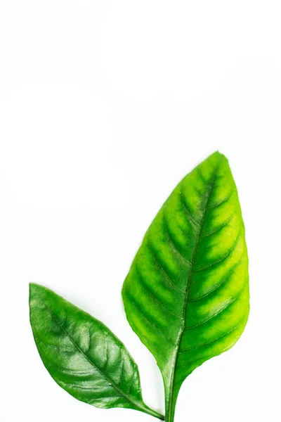 Πράσινα Φύλλα Στη Γωνία Απομονωμένο Λευκό Φόντο Χώρο Μπορείτε Χρησιμοποιήσετε — Φωτογραφία Αρχείου