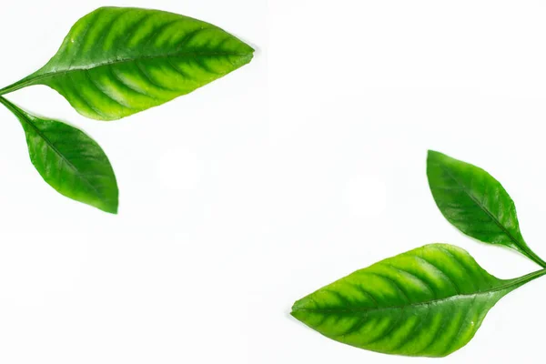 Folhas Verdes Canto Sobre Fundo Branco Isolado Com Espaço Você — Fotografia de Stock