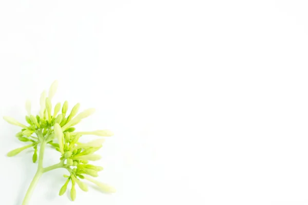 Beyaz arkaplan ve izole edilmiş beyaz arkaplan üzerindeki Papaya çiçeği.