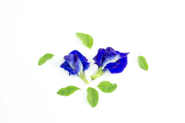 Kelebek bezelye çiçeğini izole edilmiş beyaz arka plan, klitoria ternatea