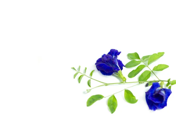 Kelebek bezelye çiçeğini izole edilmiş beyaz arkaplanlı, klitoria ternatea