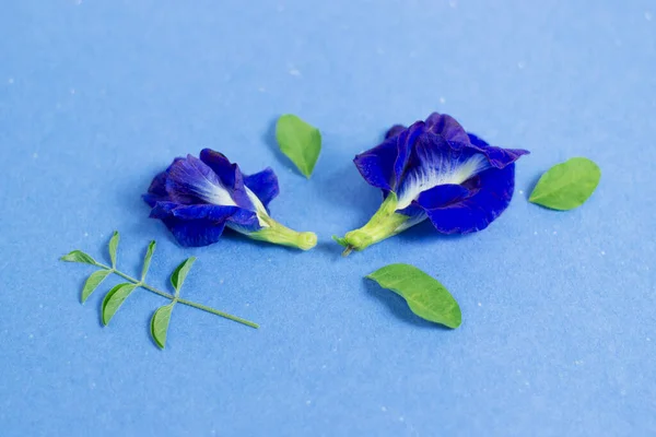 Mavi arkaplandaki Kelebek bezelye çiçeğini kapat, Klitoria ternatea