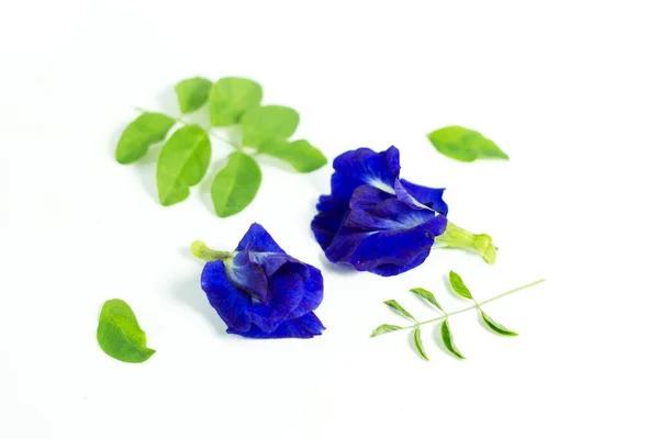 Kelebek bezelye çiçeğini izole edilmiş beyaz arka plan, klitoria ternatea