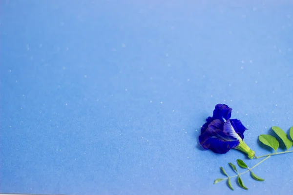 Mavi arka planda kelebek bezelyesi, boşluk, klitoria ternatea