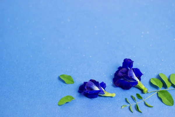 Mavi arka planda kelebek bezelyesi, boşluk, klitoria ternatea