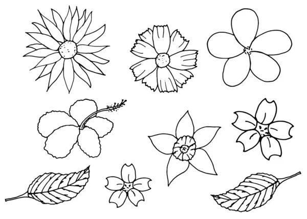 Floraison Fleurs Feuilles Frangipani Hibiscus Cosmos Soufre Croquis Dessiné Main — Image vectorielle