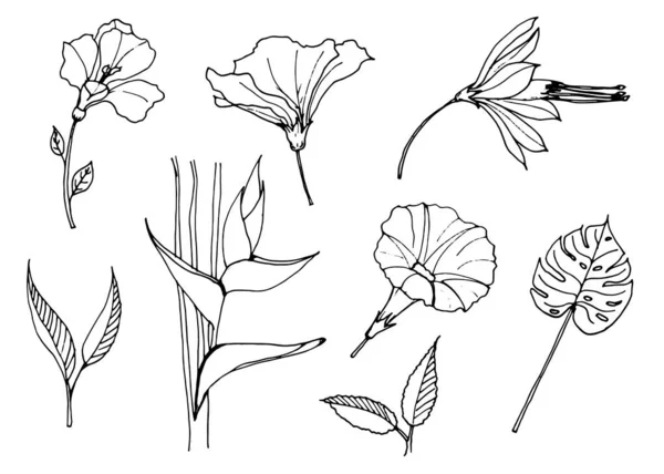 Άνθος Λουλούδια Και Φύλλα Hibiscus Monstera Πρωινή Δόξα Παππούς Ott — Διανυσματικό Αρχείο