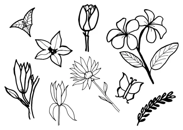 Blumen Blätter Frangipani Champak Tulpe Und Plant Doodle Hand Gezeichnet — Stockvektor