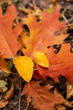Sonbaharda Kuzey Kırmızı Meşe (Quercus rubra) yaprakları. Kırmızı meşe yaprakları. Yakın çekim..