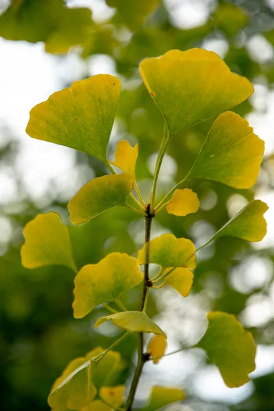 Φύλλα Του Φθινοπώρου Ginkgo Biloba Κοινώς Γνωστά Ginkgo Gingko Δεντρολίβανο — Φωτογραφία Αρχείου