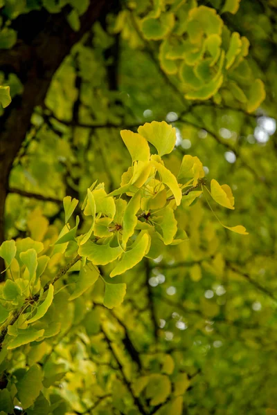 Autumn Leaves Ginkgo Biloba Commonly Known Ginkgo Gingko Maidenhair Tree — Stock Photo, Image