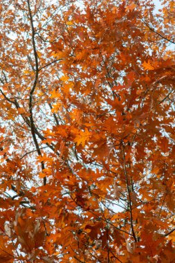 Sonbaharda Kuzey Kırmızı Meşe (Quercus rubra) yaprakları. Kırmızı meşe yaprakları. Yakın çekim..