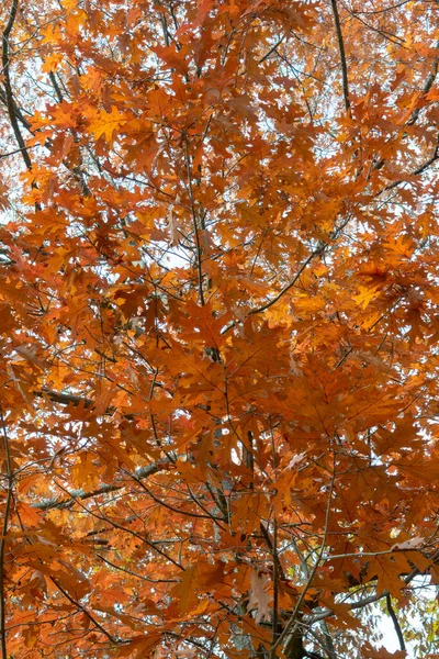 Sonbaharda Kuzey Kırmızı Meşe Quercus Rubra Yaprakları Kırmızı Meşe Yaprakları — Stok fotoğraf
