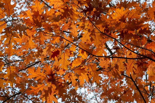 Κόκκινα Φύλλα Βόρειας Κόκκινης Βελανιδιάς Quercus Rubra Φθινόπωρο Κόκκινο Φύλλωμα — Φωτογραφία Αρχείου