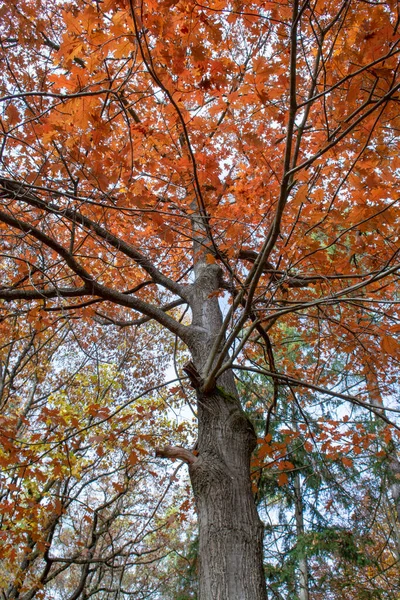 Rode Bladeren Van Noordelijke Rode Eik Quercus Rubra Herfst Rode — Stockfoto