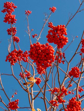 Rowan (Sorbus aucuparia) sonbaharda meyve ve yapraklar. Dağın üstünde dutlar var..