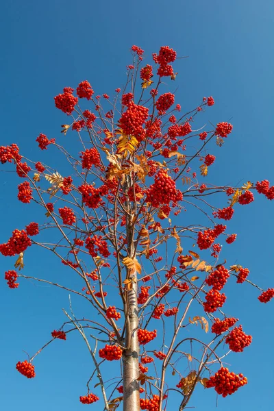 Рован Sorbus Aucuparia Фрукты Листья Осенью Ягоды Горной Золы Ветке — стоковое фото