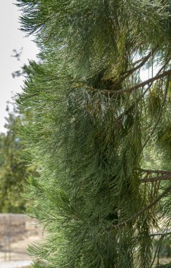 Dev sekoya yeşil yaprakları ve dalları. Sequoiadendron giganteum veya Sierra Redwood iğneleri. Kapatın. Ayrıntı.