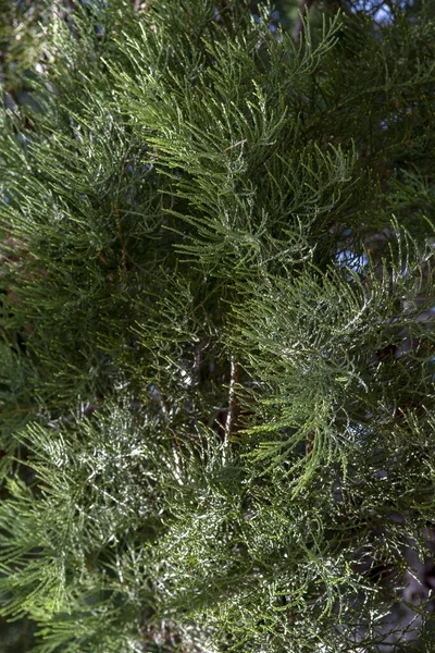 巨大なセコイアの緑の葉と枝 Secoiadendron GiganteumまたはSierra Redwood針 閉めろ — ストック写真