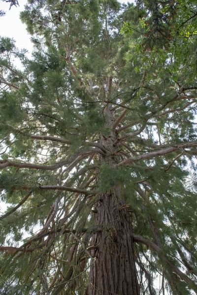Árbol Sequoias Gigantes Sequoiadendron Giganteum Secuoyas Sierran Creciendo Parque — Foto de Stock