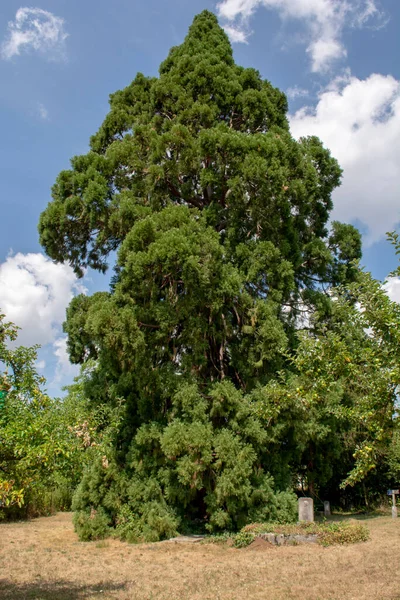 Sequoias Gigantes Árvore Sequoiadendron Giganteum Sequoias Sierran Crescendo Parque — Fotografia de Stock