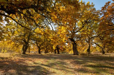 Sonbahar meşe yaprağı. Sarı Quercus sonbaharda ayrılıyor. Gavurky. Slovakya.