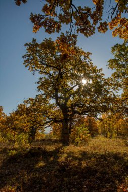 Sonbahar meşe yaprağı. Sarı Quercus sonbaharda ayrılıyor. Gavurky. Slovakya.
