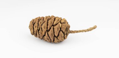 Beyaz arkaplanda izole edilmiş dev sekozalaklar (sequoiadendron giganteum).