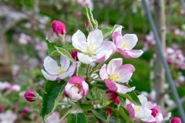 Blossoming apple orchard in the spring. Flowering Apple garden. Fruit trees in the bloom.