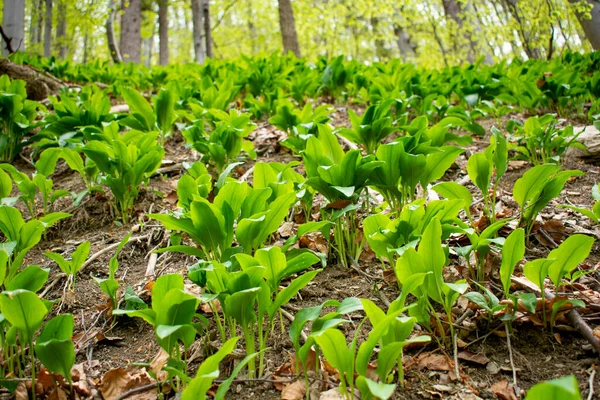 Άγρια Φύλλα Σκόρδου Allium Ursinum Πράσινα Στο Δάσος Οξιάς Φυτό — Φωτογραφία Αρχείου