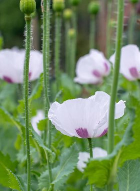 Papaver somniferum, afyon haşhaşı ya da yaz aylarında haşhaş çiçeği..