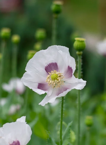 Papaver Somniferum Opium Poppy Breadseed Poppy Flowers Summer — Stock Photo, Image