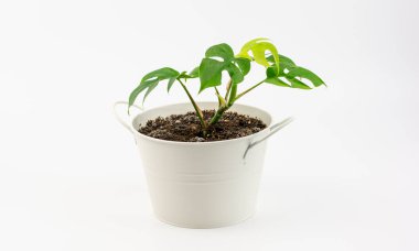 Rhaphidophora Tetrasperma veya Mini Monstera kovada beyaz arka planda izole edilmiş çiçek saksısı şeklinde..