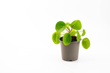 Pilea peperomioides, Çin para fabrikası, UFO bitkisi, krep fabrikası veya beyaz arka planda izole edilmiş misyoner bitkisi.
