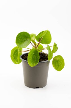 Pilea peperomioides, Çin para fabrikası, UFO bitkisi, krep fabrikası veya beyaz arka planda izole edilmiş misyoner bitkisi.