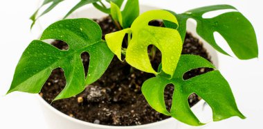 Rhaphidophora Tetrasperma veya Mini Monstera kovada beyaz arka planda izole edilmiş çiçek saksısı şeklinde..