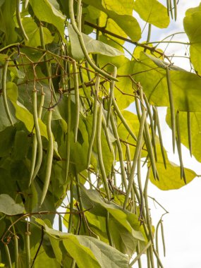 Kuzey katalpası (Catalpa speciosa) daldaki yeşil tohum kapsülleri yakındır. Ayrıntı.