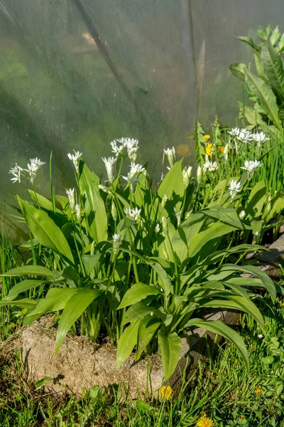 Bahçede Çiçek Açan Yabani Sarımsak Allium Ursinum Bitki Ramson Buckram — Stok fotoğraf