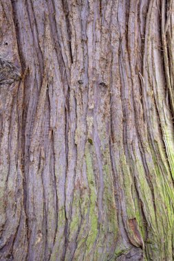 Thuja Plicata 'nın bagajı. Batı Redcedar olarak da bilinir. Batı ağaç kabukları yakından çekilir..
