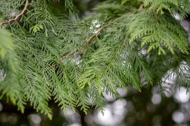 Thuja plicata aynı zamanda batı Redcedar olarak da bilinir. Batı arborvitae. Thuja yaprakları ve dalları.