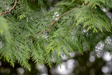 Thuja plicata also known as western redcedar. Western arborvitae. Thuja leaves and branches. clipart