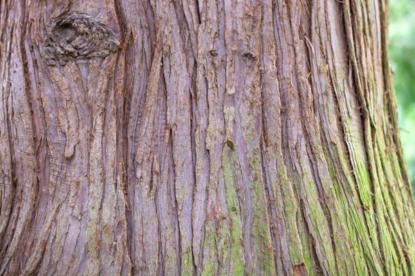 Tronco Thuja Plicata Também Conhecido Como Redcedar Ocidental Casca Arborvitae — Fotografia de Stock