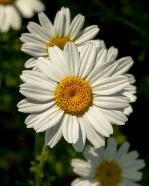 Papatya çiçekleri (Matrikaria recutita) yazın bir çayırda çiçek açarlar. Papatya kafaları sahada. Seçici odak.