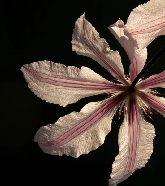 Lila Weiße Klematis Blüht Garten Blühende Freude Der Reisenden Oder — Stockfoto