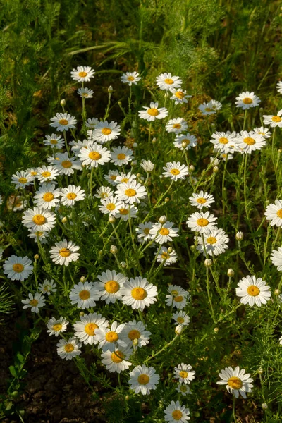 stock image Chamomile flowers (Matricaria recutita) blooming on a meadow in the summer. Camomile heads in the field. Selective focus.