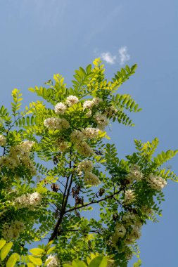 Baharda açan kara çekirge ağacı. Robinia psödoacia beyaz çiçekleri.