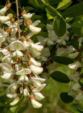 Baharda açan kara çekirge ağacı. Robinia psödoacia beyaz çiçekleri.